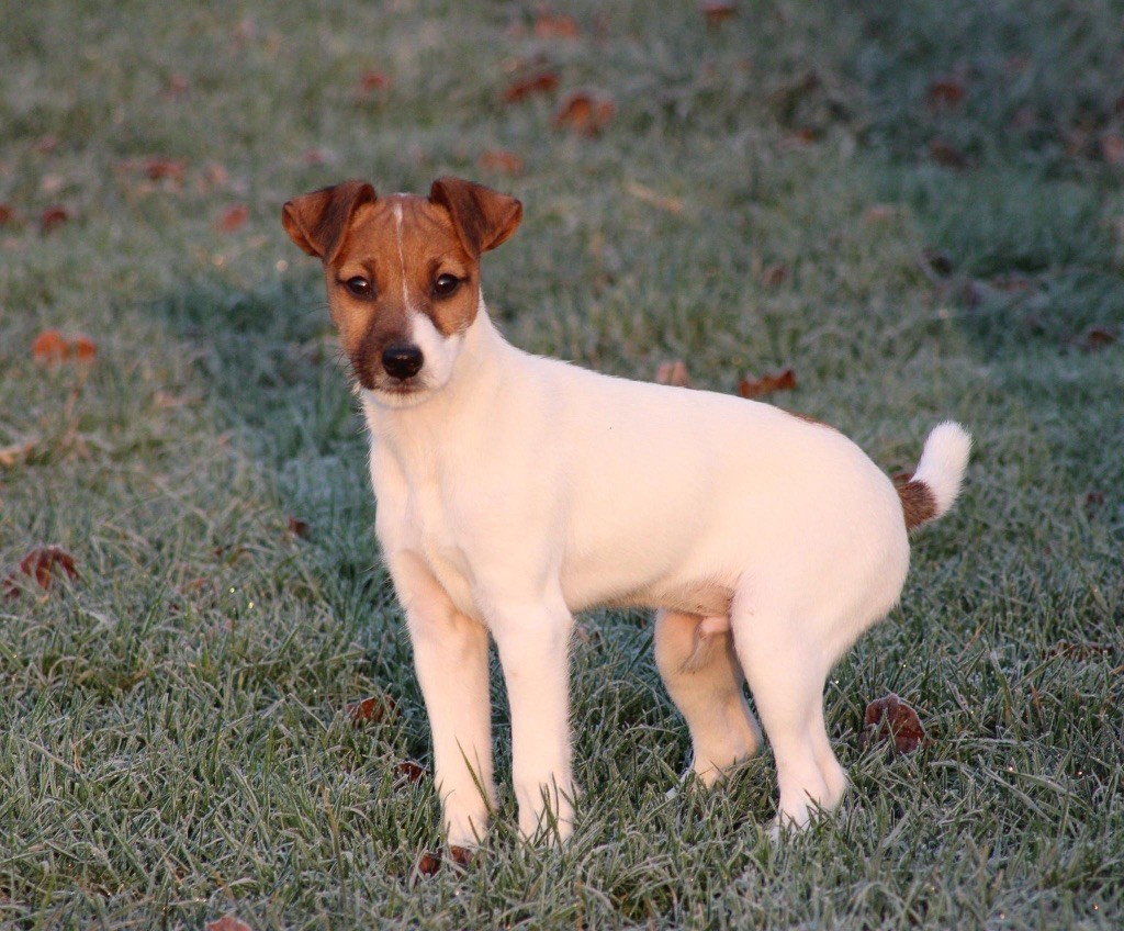 Catching Spots - Chiot disponible  - Jack Russell Terrier