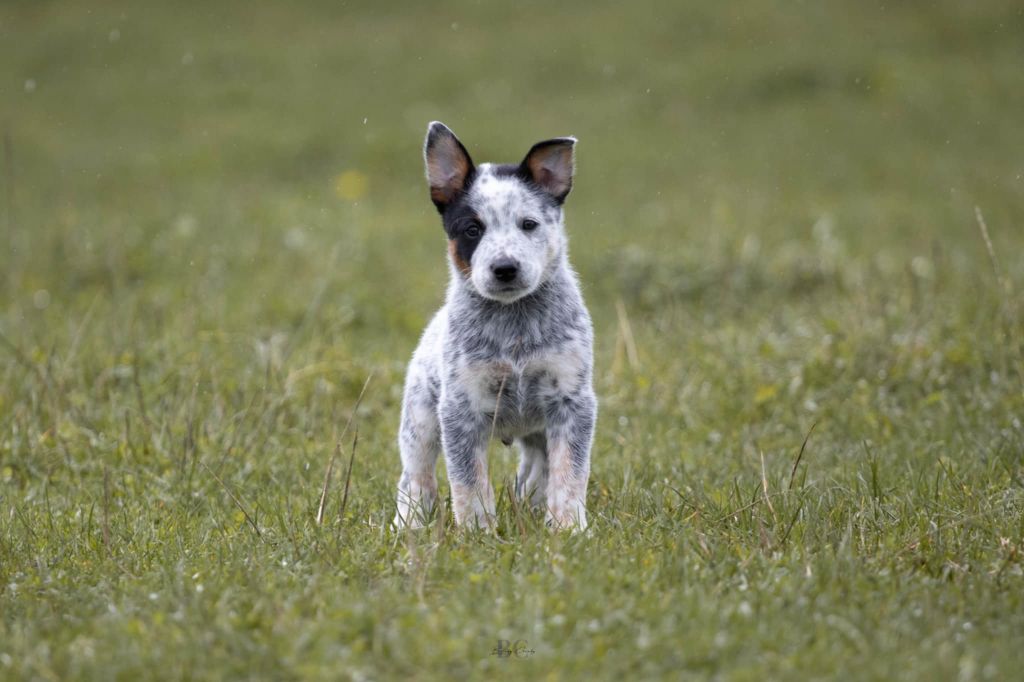 Catching Spots - Chiot disponible  - Bouvier australien