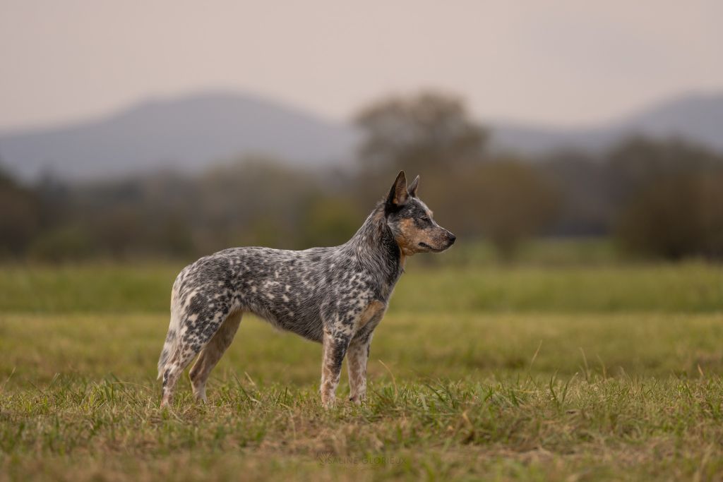 Glitter carpathian dingo