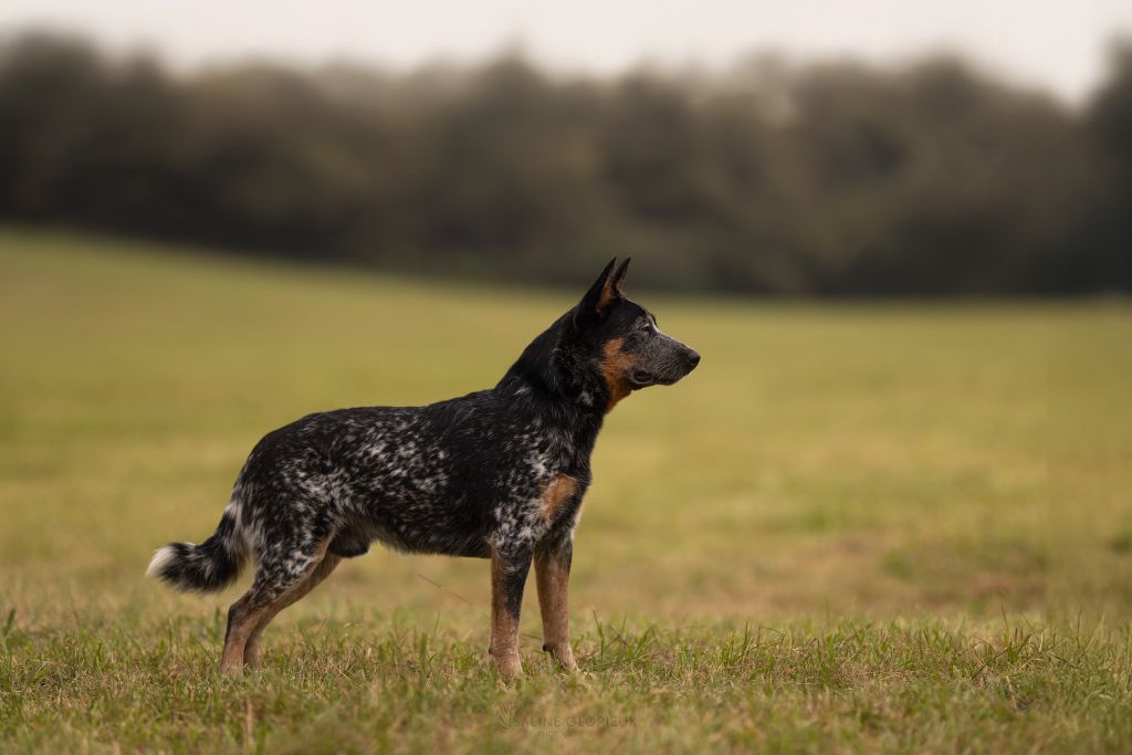 CH. Catching Spots Unique arthur