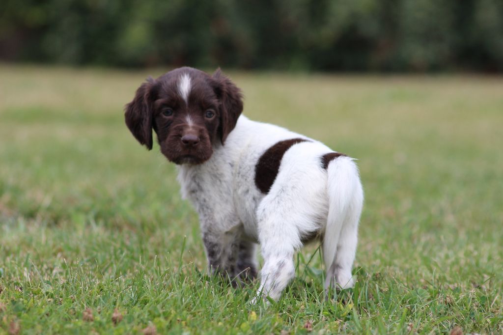 Catching Spots - Chiots disponibles - Petit Epagneul de Münster