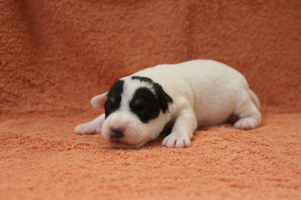 Catching Spots - Chiots disponibles - Jack Russell Terrier