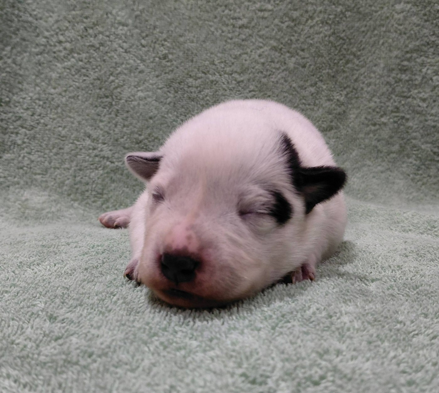 Catching Spots - Chiots disponibles - Bouvier australien