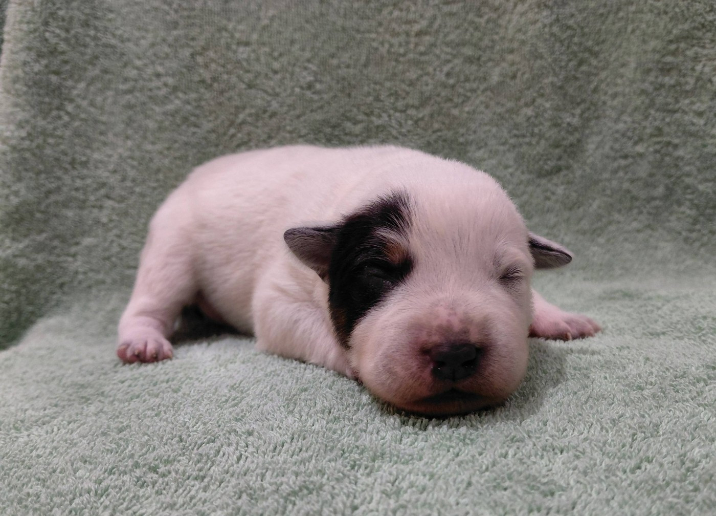 Catching Spots - Chiots disponibles - Bouvier australien