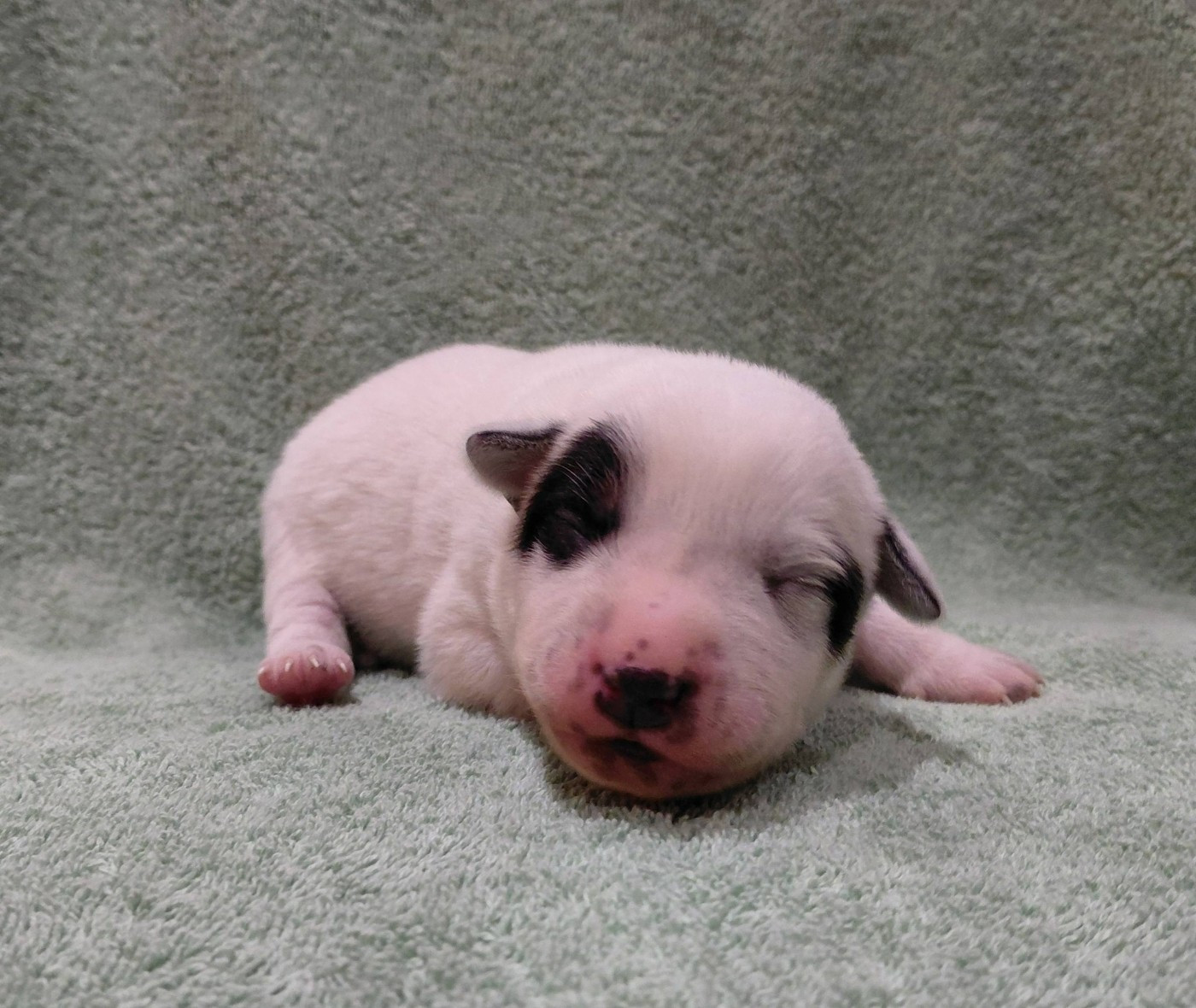 Catching Spots - Chiots disponibles - Bouvier australien