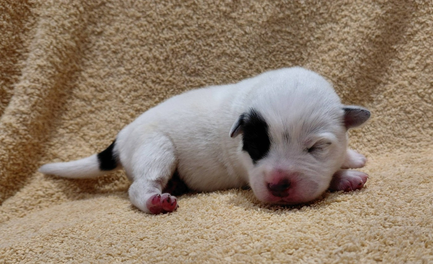 Catching Spots - Chiots disponibles - Bouvier australien