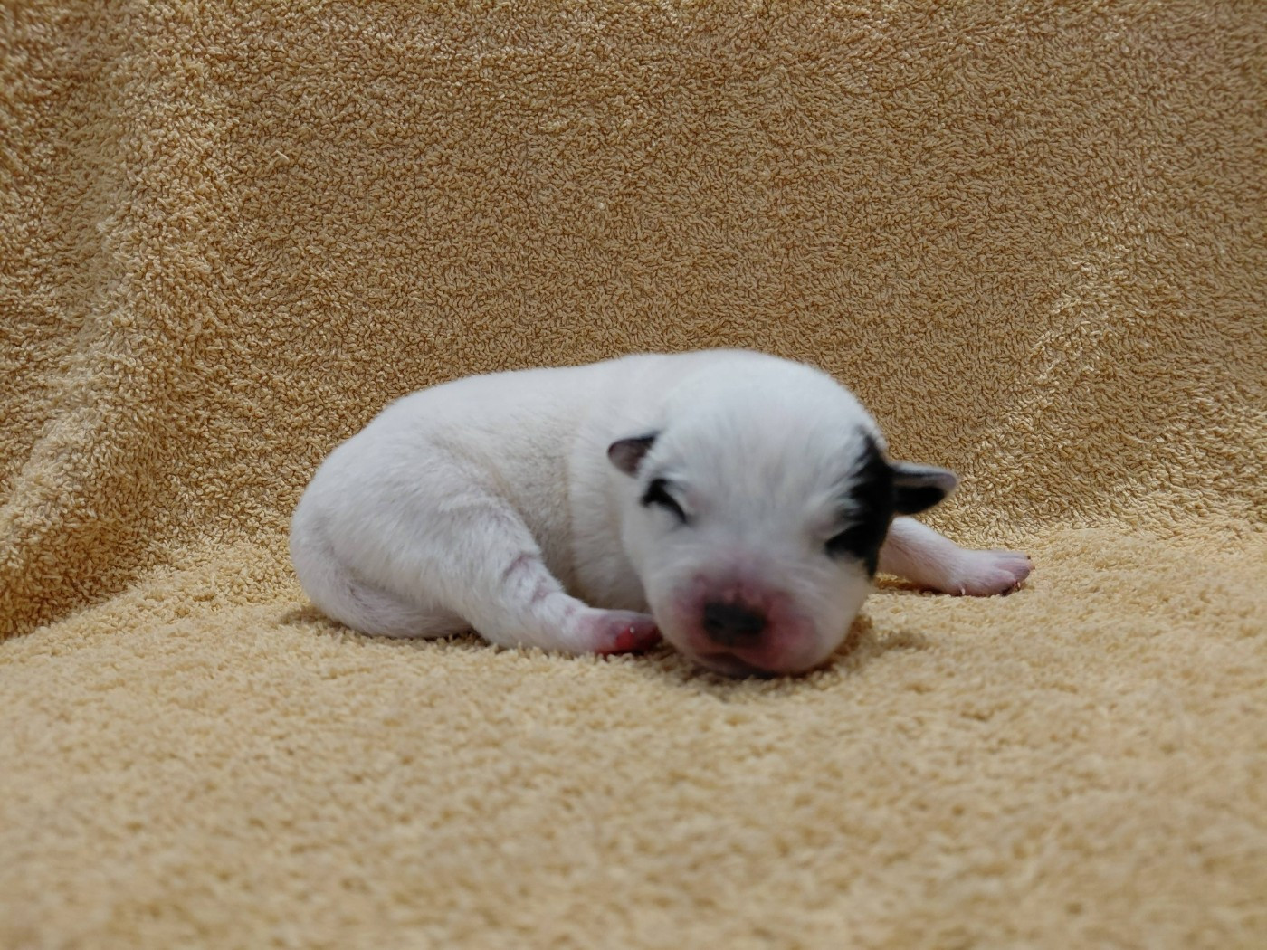 Catching Spots - Chiots disponibles - Bouvier australien