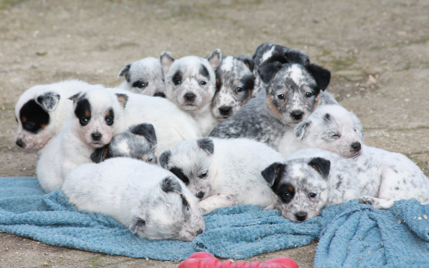 Catching Spots - Bouvier australien - Portée née le 26/01/2026