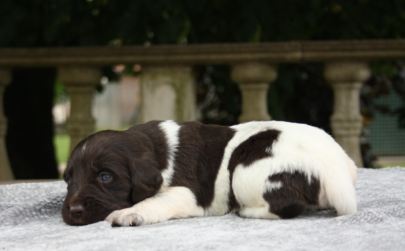 Catching Spots - Chiots disponibles - Petit Epagneul de Münster