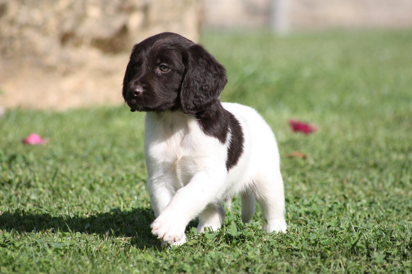 Catching Spots - Chiots disponibles - Petit Epagneul de Münster