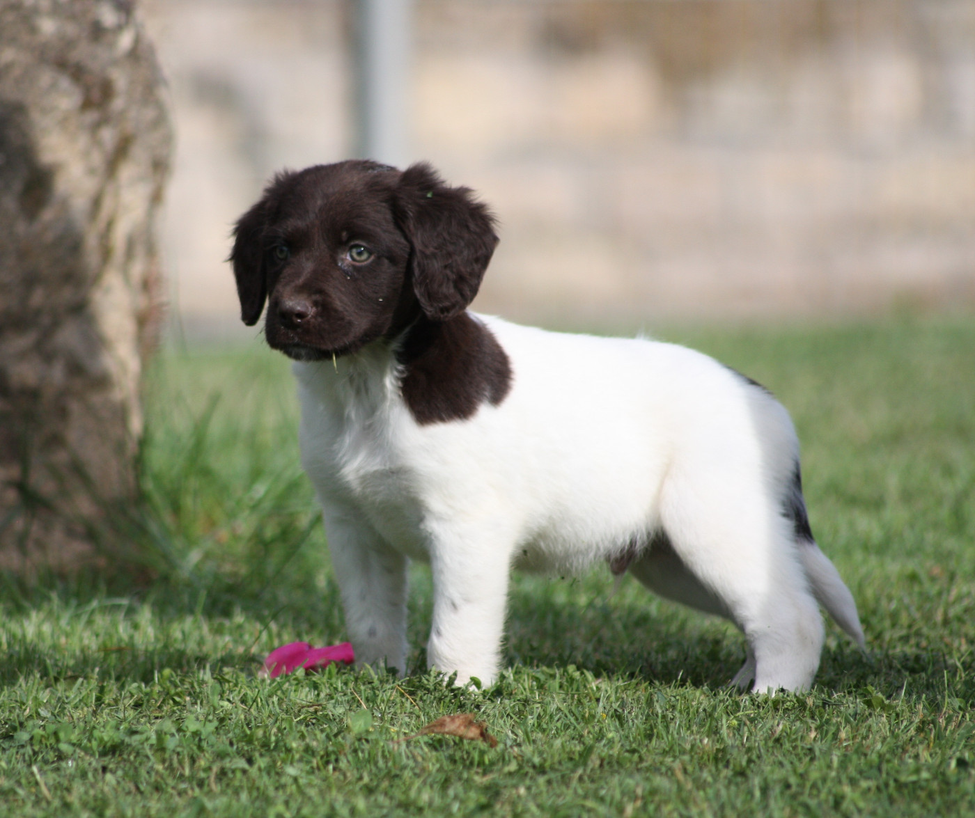 Catching Spots - Chiots disponibles - Petit Epagneul de Münster