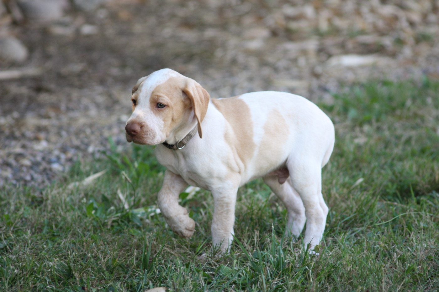 Catching Spots - Chiots disponibles - Braque de l'Ariège