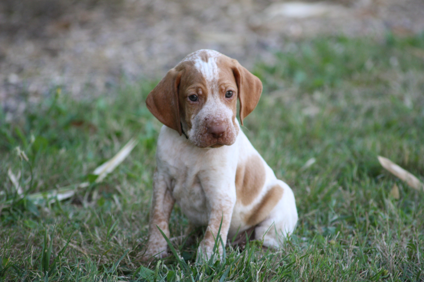 Catching Spots - Chiots disponibles - Braque de l'Ariège