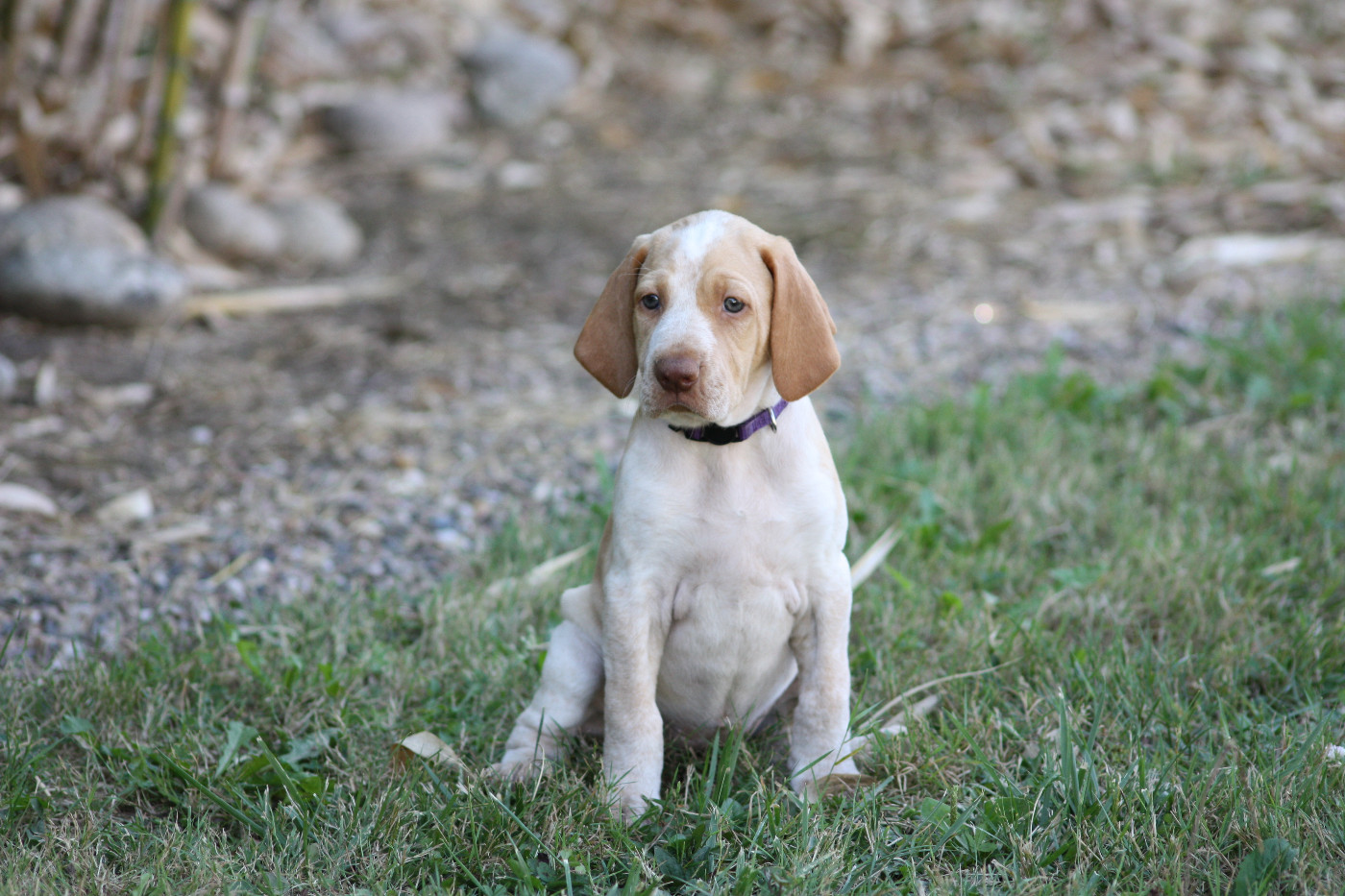 Catching Spots - Chiots disponibles - Braque de l'Ariège