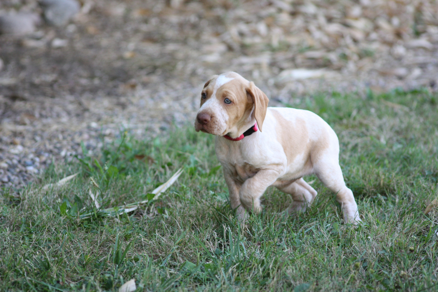 Catching Spots - Chiots disponibles - Braque de l'Ariège