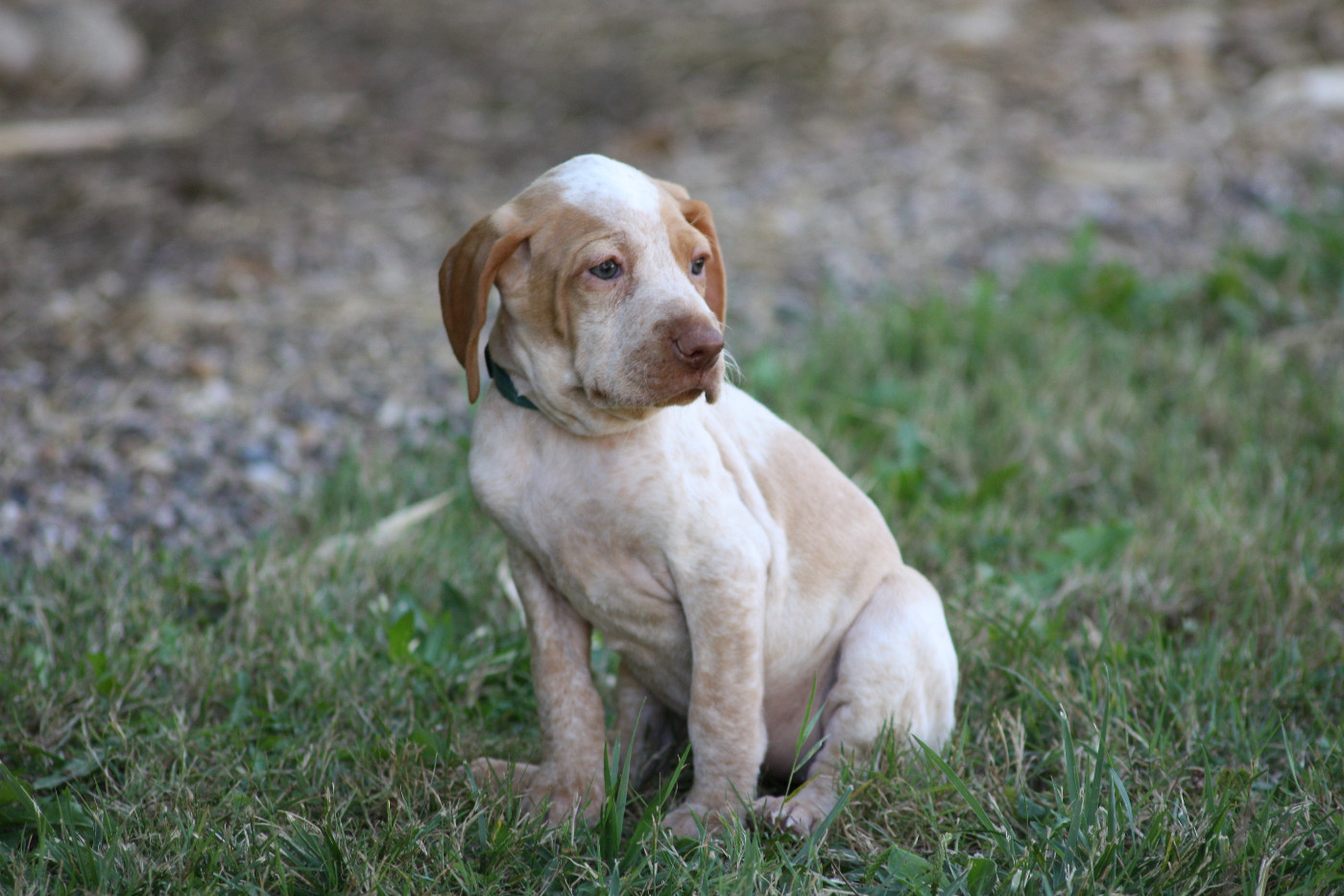 Catching Spots - Chiots disponibles - Braque de l'Ariège