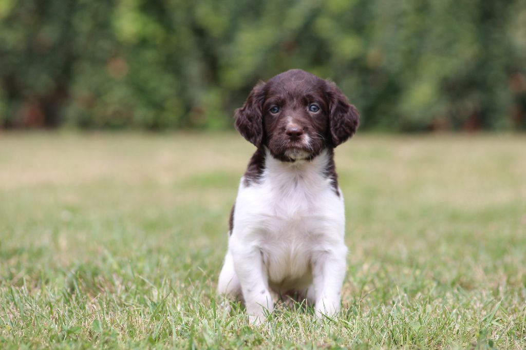 Catching Spots - Chiots disponibles - Petit Epagneul de Münster