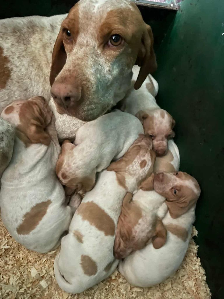 Chiot Braque de l'Ariège Catching Spots