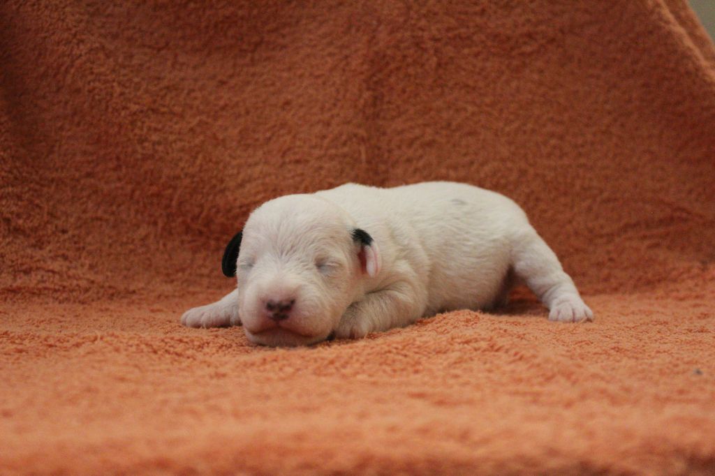 Catching Spots - Chiots disponibles - Jack Russell Terrier
