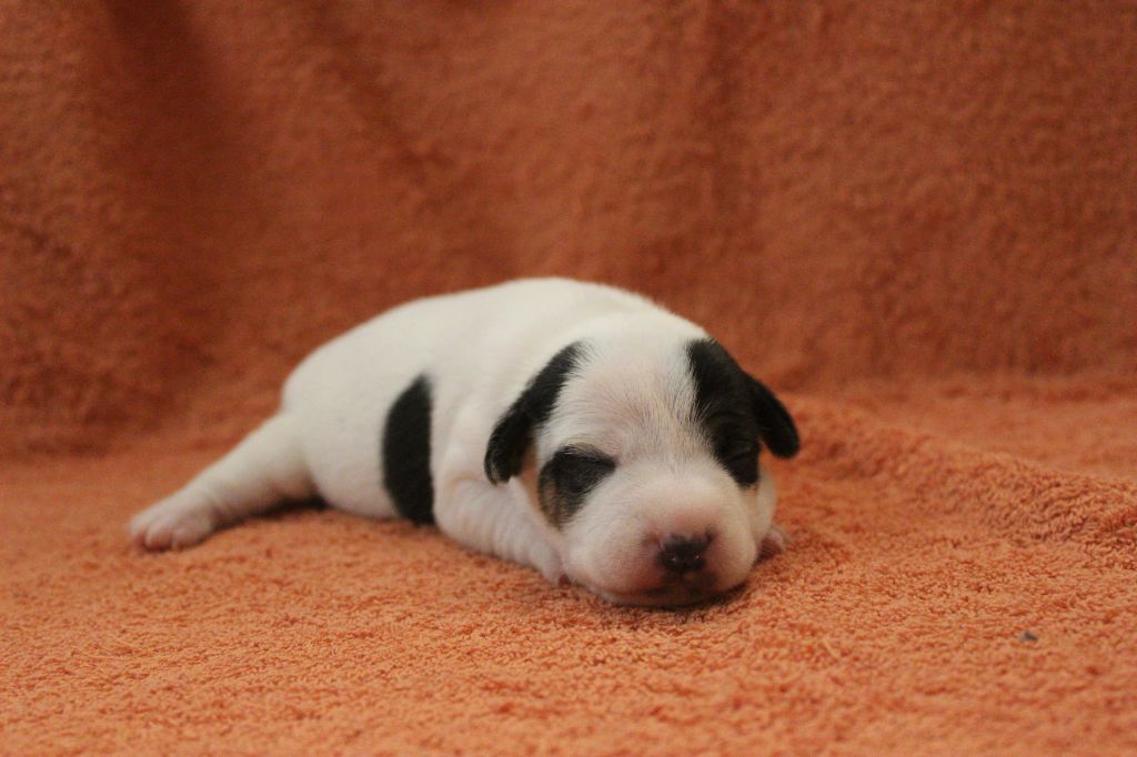 Catching Spots - Chiots disponibles - Jack Russell Terrier