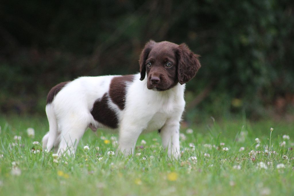 Catching Spots - Chiots disponibles - Petit Epagneul de Münster