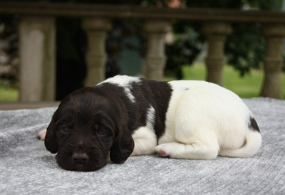 Chiot N°1