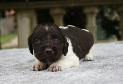 Chiot N°3