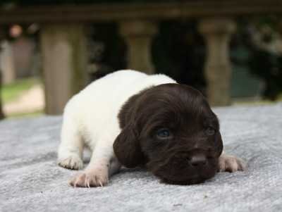 Chiot N°7