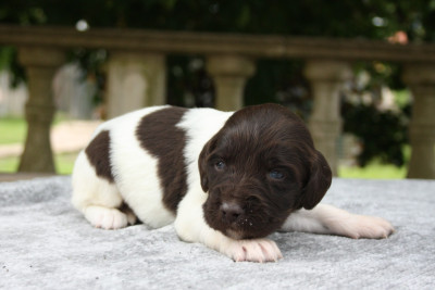 Chiot N°6