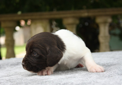 Chiot N°8