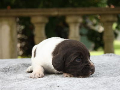 Chiot N°9