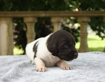 Chiot N°10