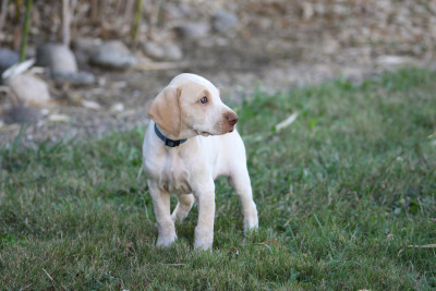 Bernie (bleu foncé)