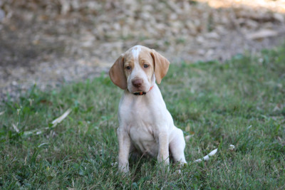 Bambou (orange)