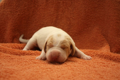 CHIOT 6