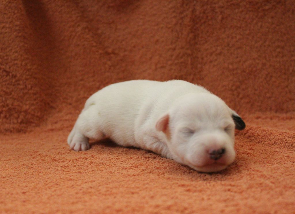 Catching Spots - Chiots disponibles - Jack Russell Terrier
