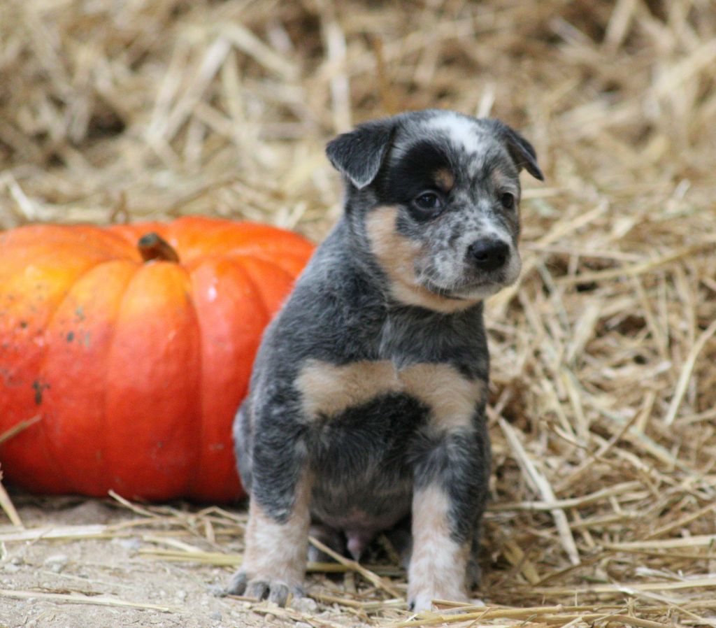 Catching Spots - Chiots disponibles - Bouvier australien