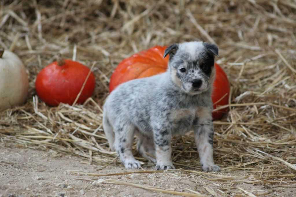 Catching Spots - Chiots disponibles - Bouvier australien