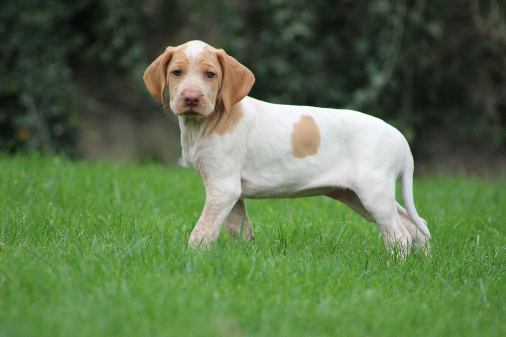 Catching Spots - Chiots disponibles - Braque de l'Ariège